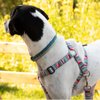 Escape Free Dog Harness 1''