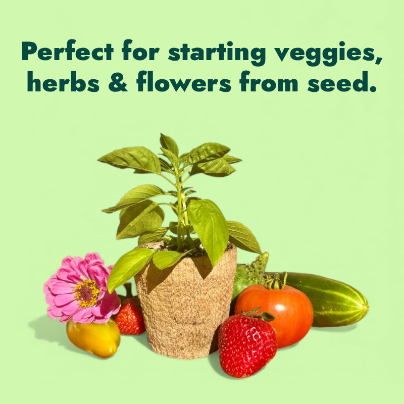 Kelp Pots | Plantable Seed-Starters