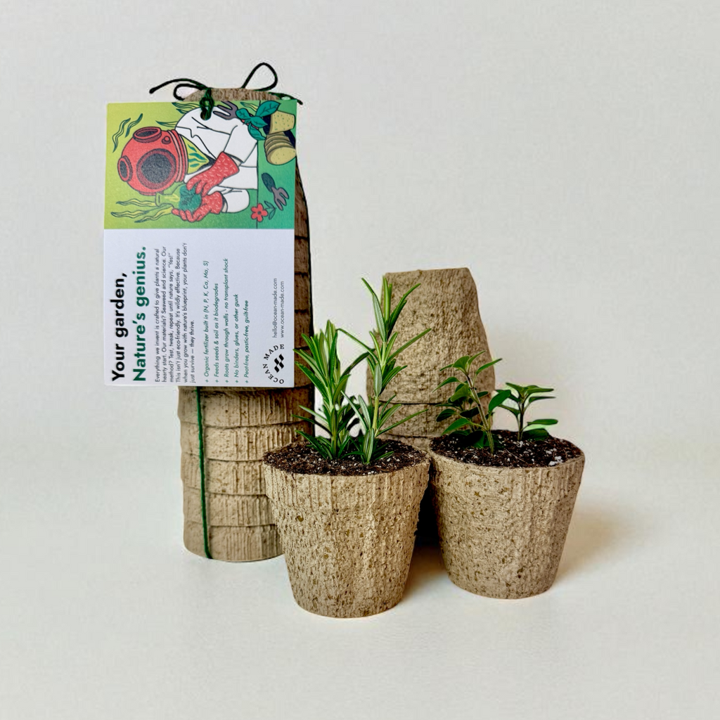Kelp Pots | Plantable Seed-Starters