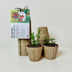 Kelp Pots | Plantable Seed-Starters