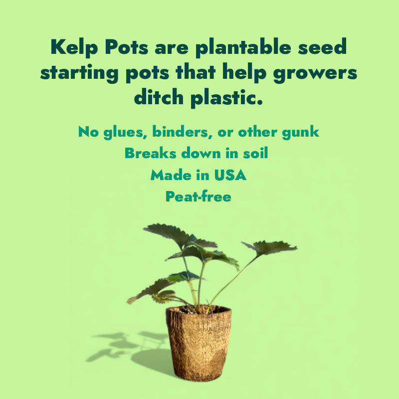 Kelp Pots | Plantable Seed-Starters
