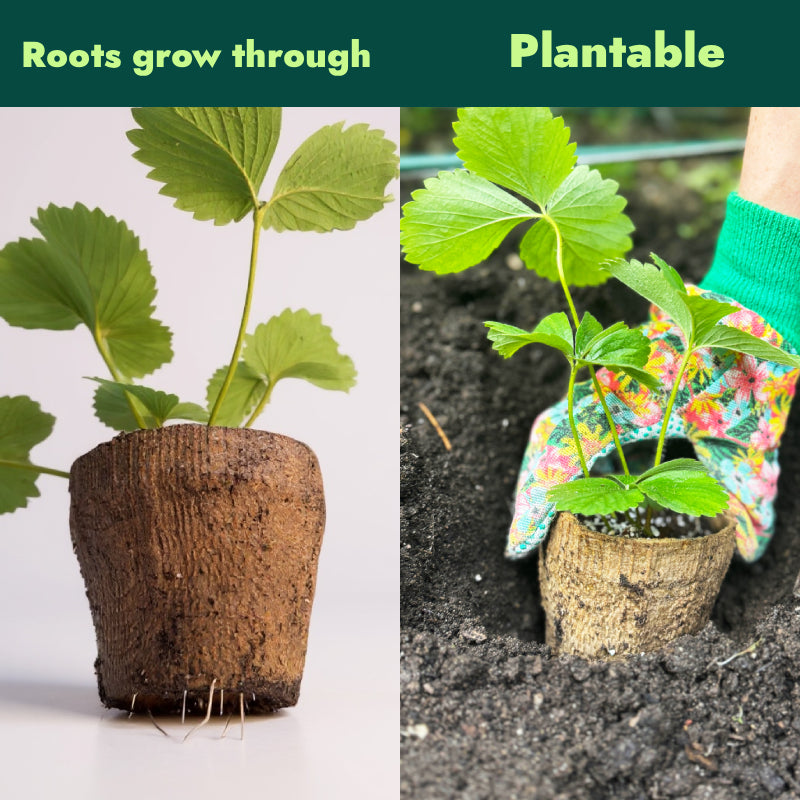 Kelp Pots | Plantable Seed-Starters