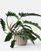 Wrap Planter - 4 sizes